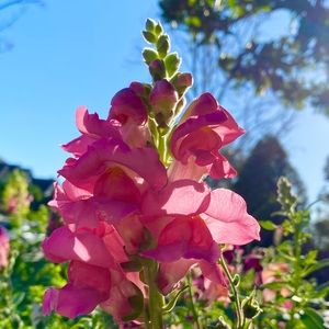 Meet your Posher, Bella